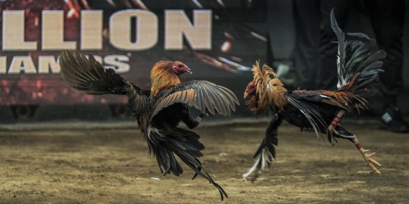 Thưởng thức tuyệt phẩm đá gà kinh điển