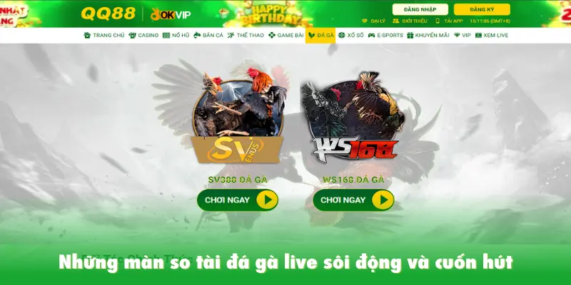 Những màn so tài đá gà live sôi động và cuốn hút